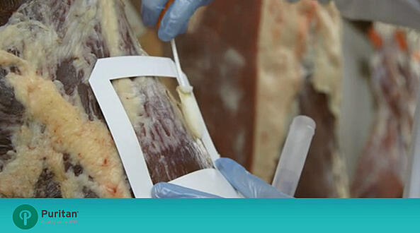 Use a swab to collect a pathogen sample in the template area
