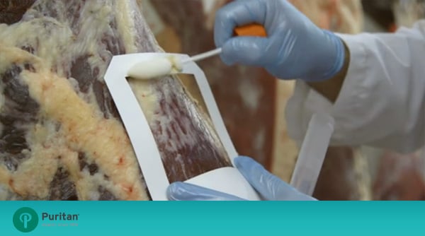 A worker preparing a food sample for pathogen testing