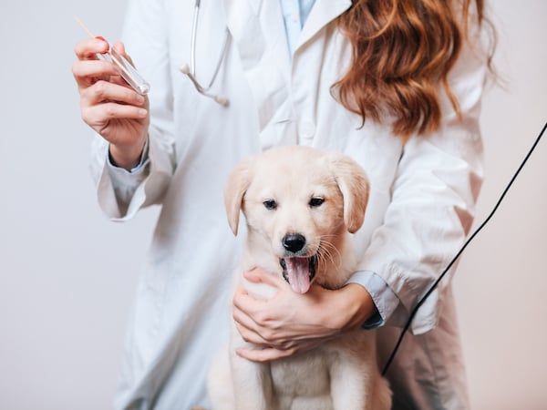 Female-Vet-Taking-A-Cotton-Swab-From-Small-Puppy