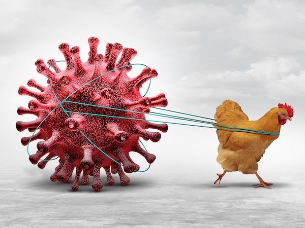 A conceptual image of a chicken pulling a large, stylized model of a virus, which is bright red and spiked.