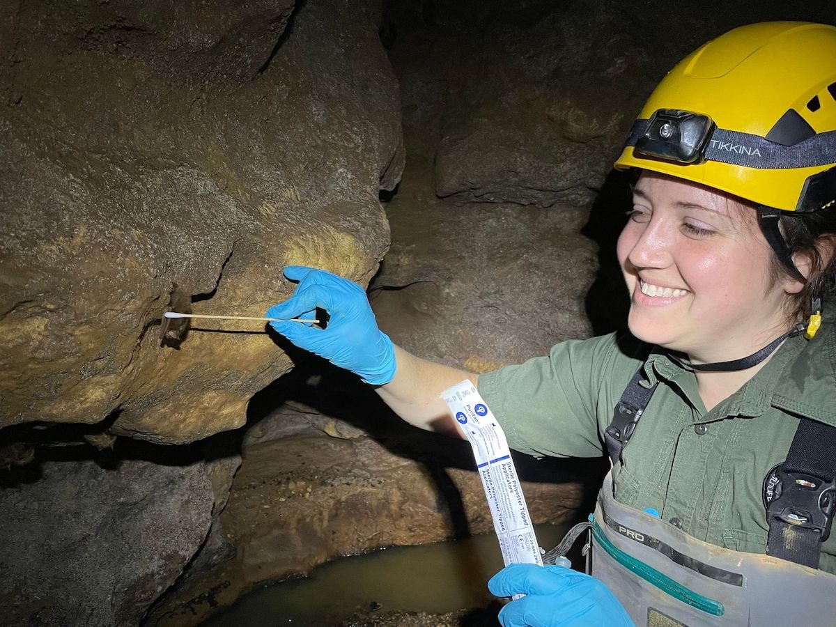 Scientist swabbing a bat for white nose syndrome