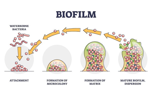 The biofilm life cycle