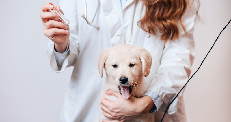 Guide to Swabs & Applicators for Companion Animal Care