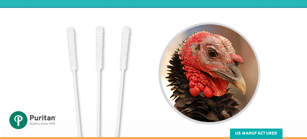 Your Beautiful, Healthy Thanksgiving Turkey... Thanks to Swabs